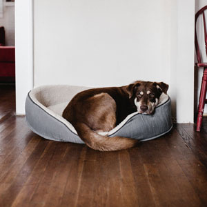 Black Friday Dog Bed Deals for 2023