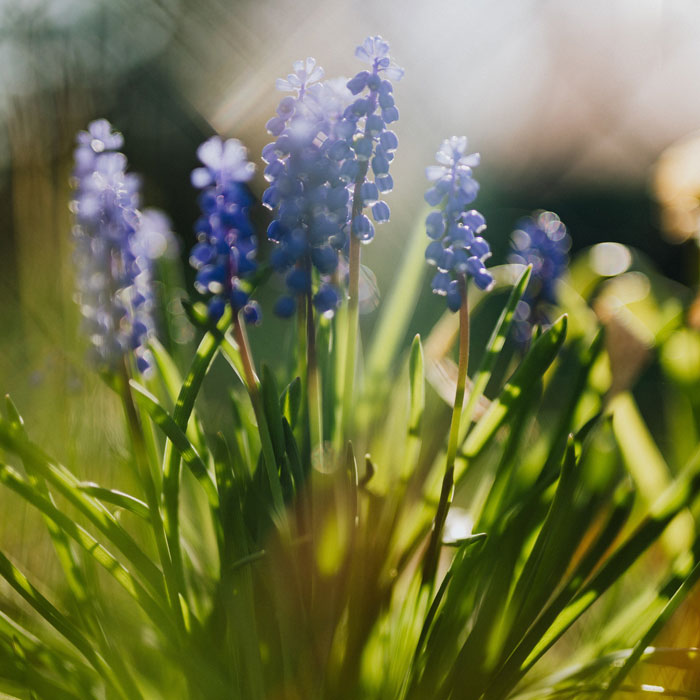 Bluebonnet flower in sunshine Bluebonnet flower in sunshine