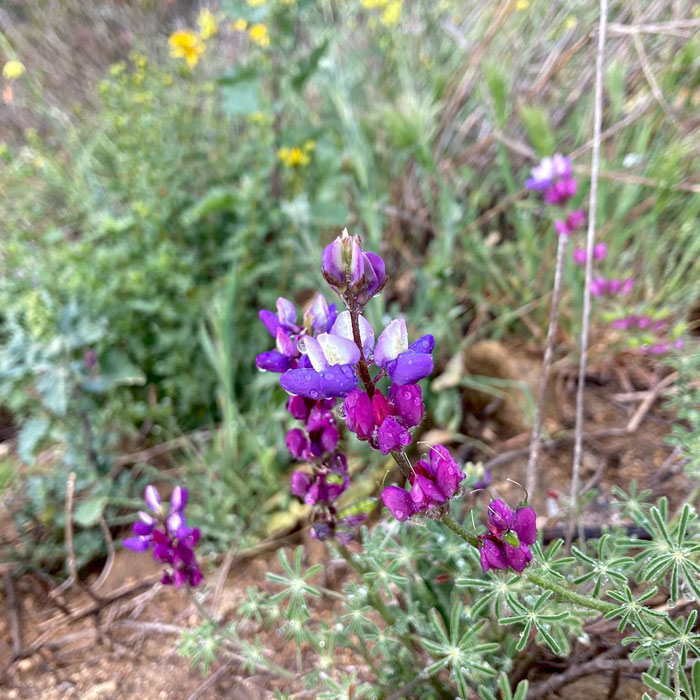 Bajada Lupine Purplish flower Bajada Lupine Purplish flower