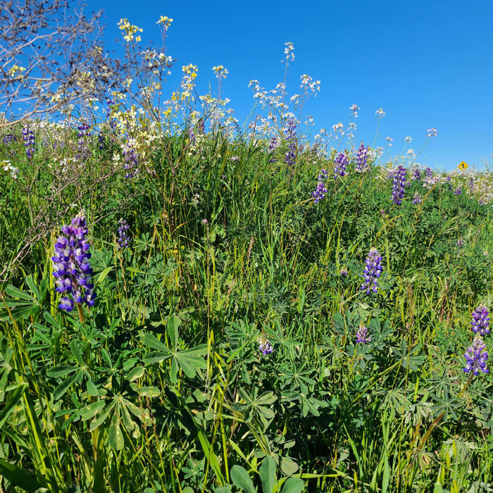 Nebraska Lupine flowers in a field 