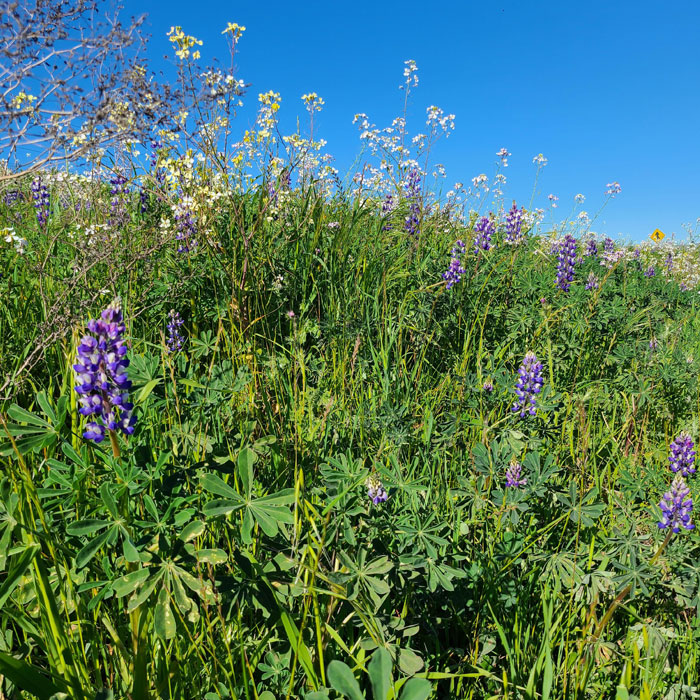 Nebraska Lupine flowers in a field Nebraska Lupine flowers in a field
