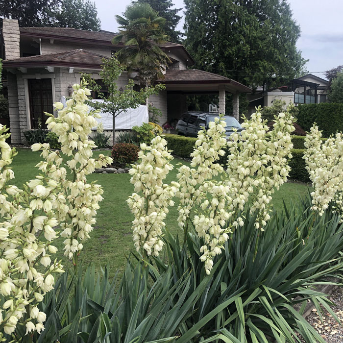 Yucca flower plants near a house Yucca flower plants near a house
