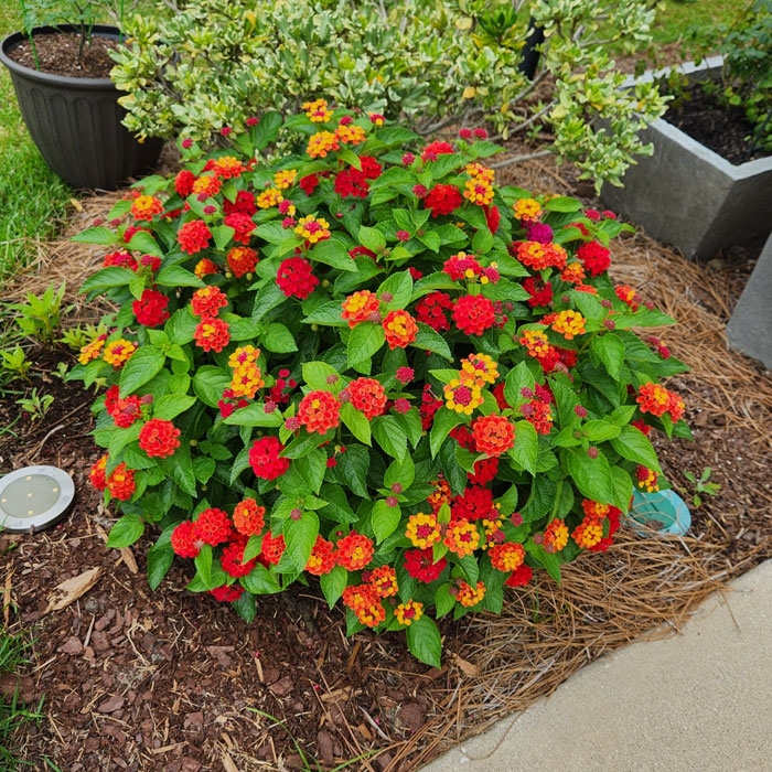 Beautiful and colorful Lantana planted flower Beautiful and colorful Lantana planted flower