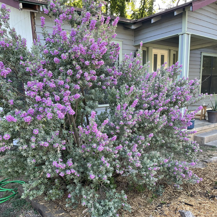 Massive Texas Sage flower near a house 