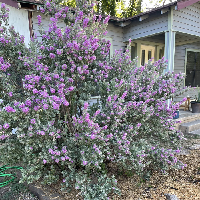 Massive Texas Sage flower near a house Massive Texas Sage flower near a house