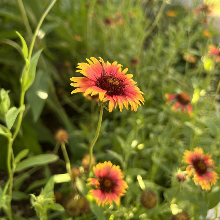 Beautiful and colorful Indian Blanket flower 