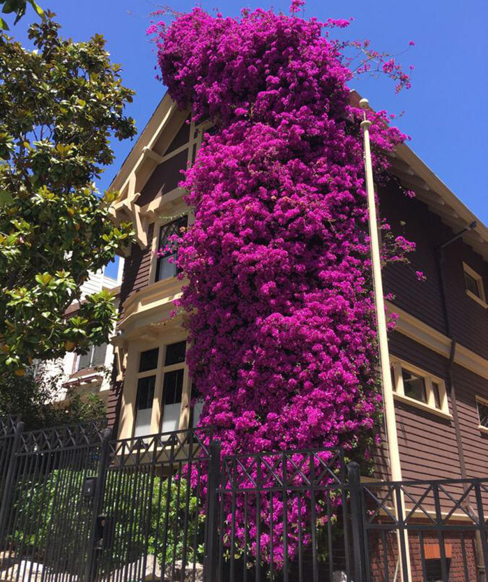 Bougainvillea flower on the house wall 
