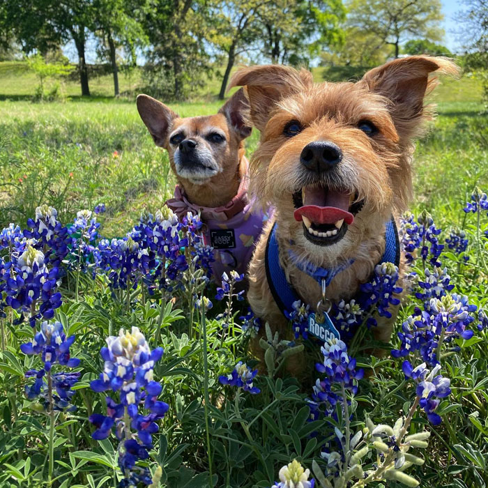 Two dogs in a Bluebonnets flower field 