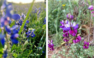 How To Grow And Care For Texas Bluebonnet Flower