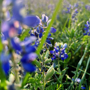How To Grow And Care For Texas Bluebonnet Flower