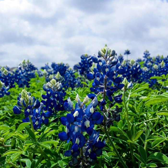 Multiple bluebonnet flowers in a field 