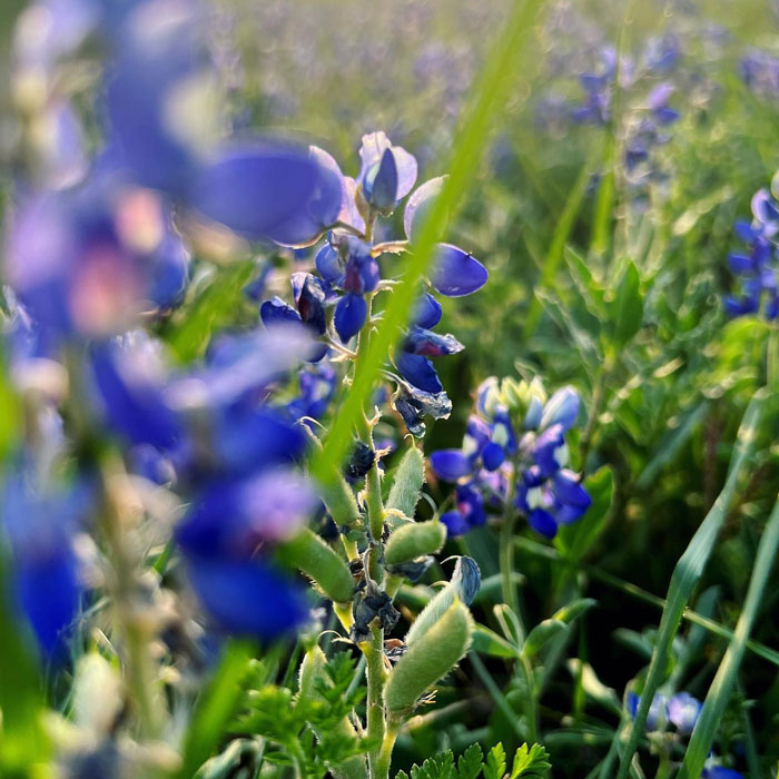 bluebonnet flower 