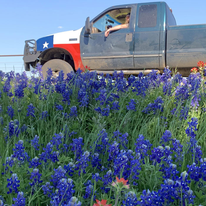 Man with a truck near a bluebonnet flower field Man with a truck near a bluebonnet flower field