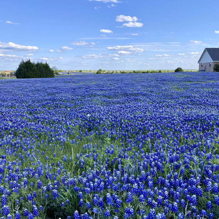 Bluebonnet field near houses Bluebonnet field near houses
