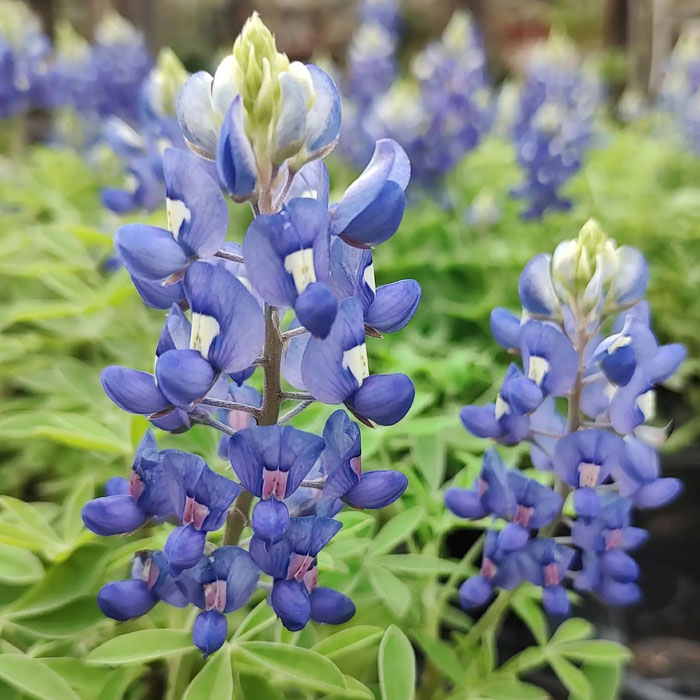 Multiple bluebonnet flowers 