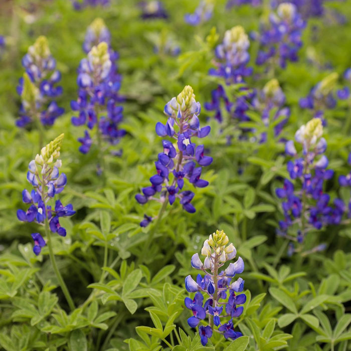 Bluebonnet flowers Bluebonnet flowers
