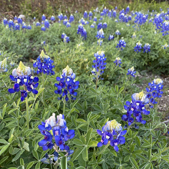 Multiple Texas Bluebonnet flowers