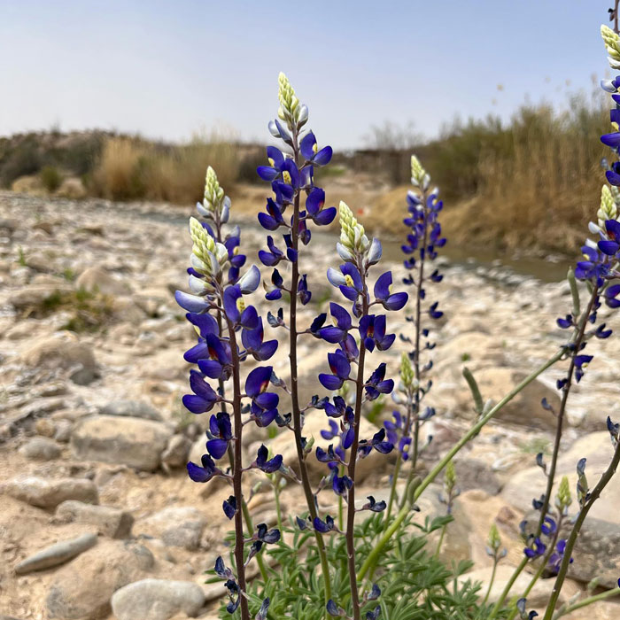 Big Bend Bluebonnet flowers in a desert Big Bend Bluebonnet flowers in a desert