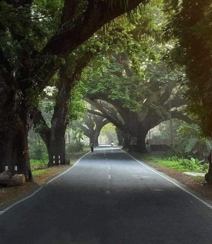 Supreme Court Of India Just Gave Permission For These 100s Of Years Old Trees To Be Cut For A 4-Lane Highway In West Bengal