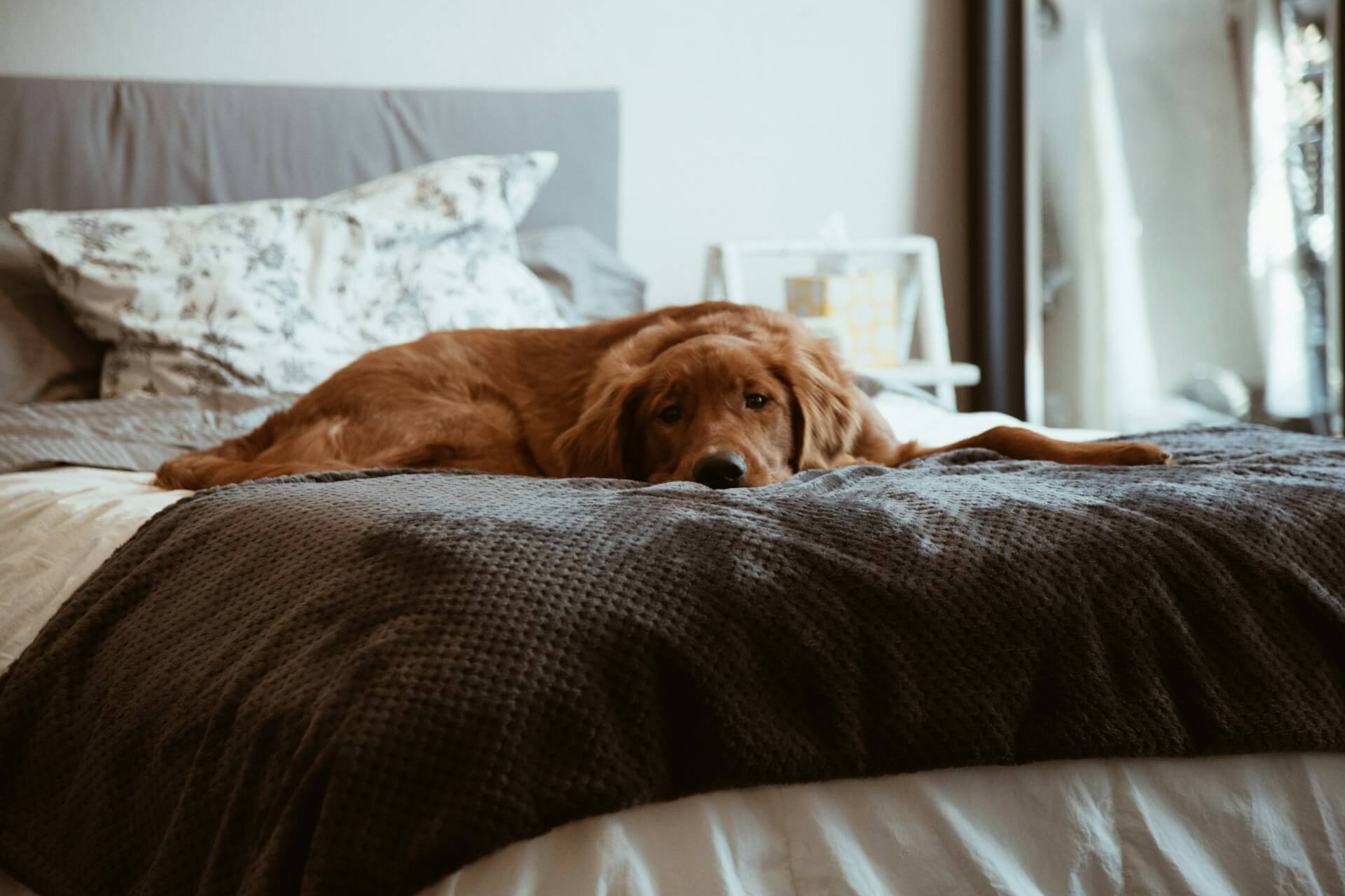 Golden retriever lying on a bed with a thoughtful expression, relating to dogs eating tampons. Golden retriever lying on a bed with a thoughtful expression, relating to dogs eating tampons.