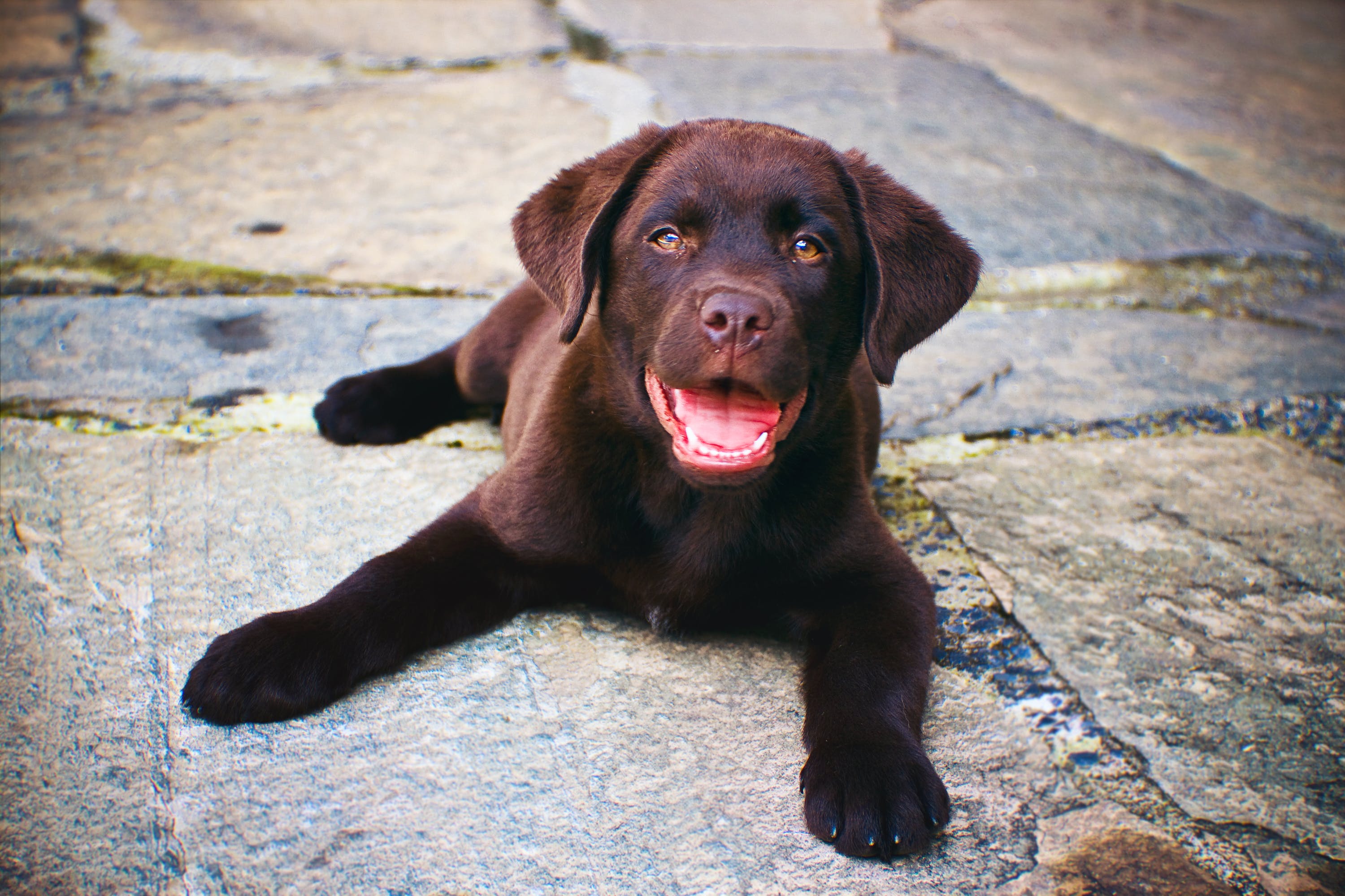 Brown puppy lying on the ground