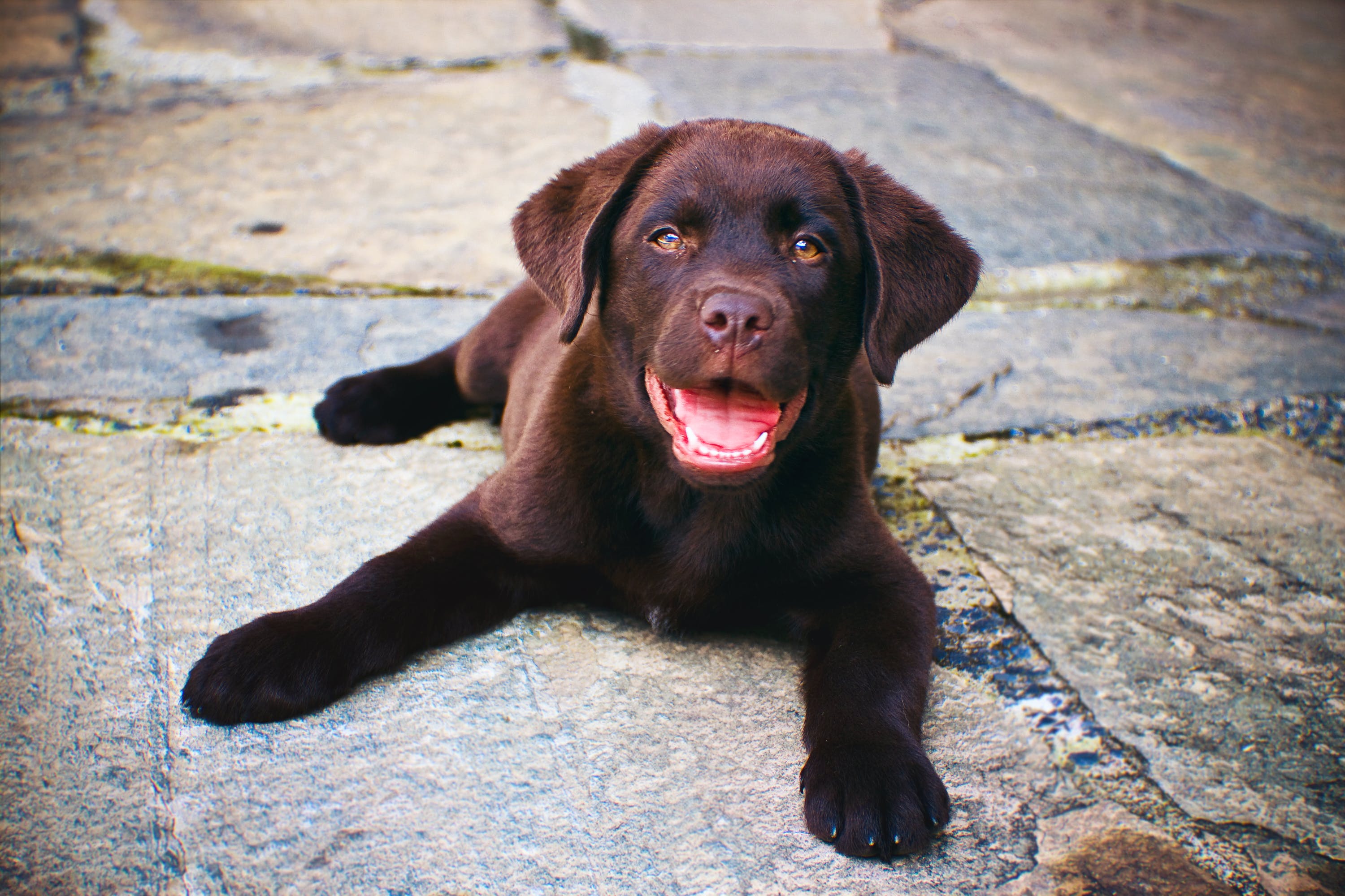 Chocolate pup lying on stone pavement, smiling with tongue out. Chocolate pup lying on stone pavement, smiling with tongue out.