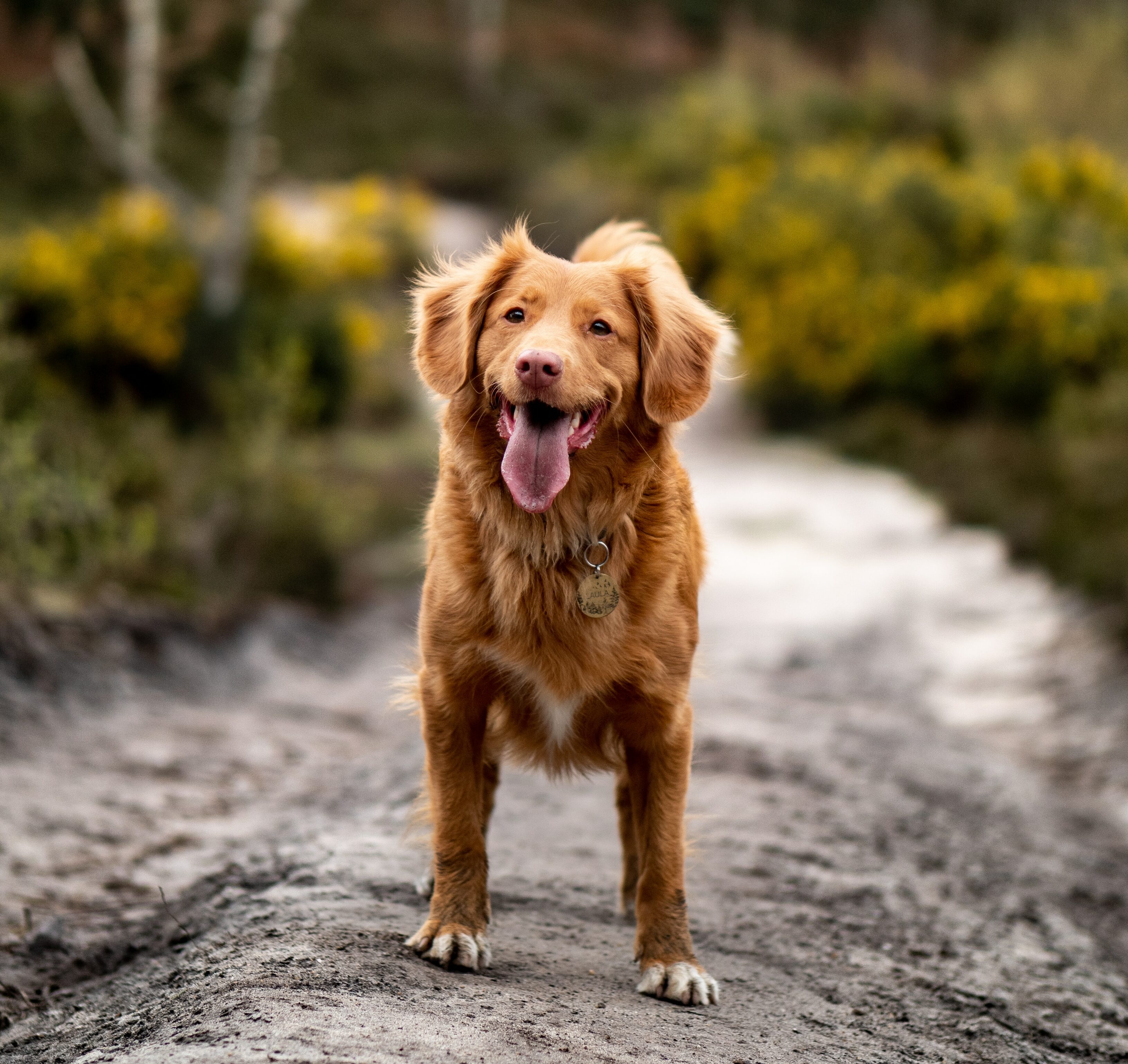 Exotic brown dog with fluffy fur standing on a nature trail. Exotic brown dog with fluffy fur standing on a nature trail.