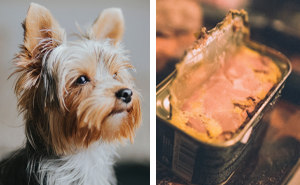 Can Dogs Eat Liver: All the Benefits Explained