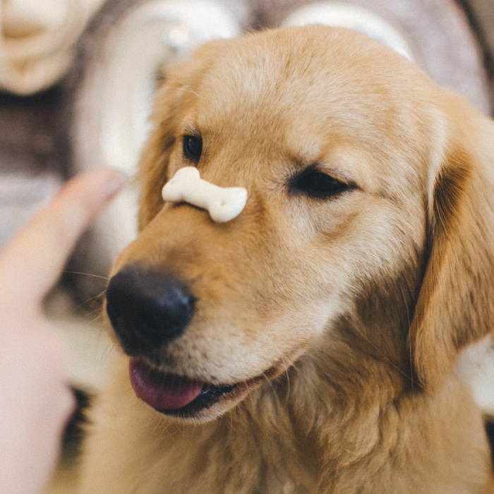 Golden retriever with treat on his nose 