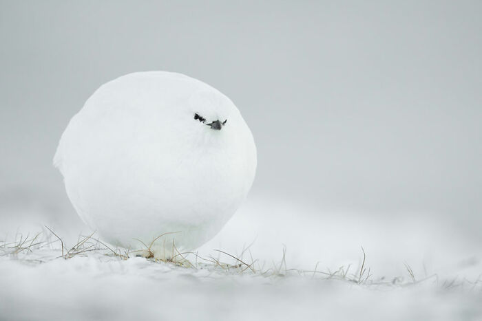 Mención especial: "Bola de nieve" de Jacques Poulard