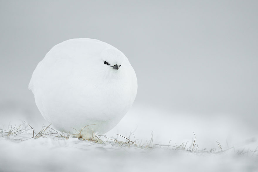 Highly Commended: "Snowball" By Jacques Poulard