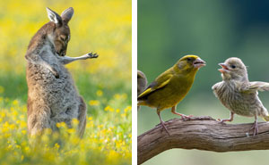 15 Divertidísimas fotos del concurso de fotografía de fauna salvaje de este año para cerrar la semana con unas risas