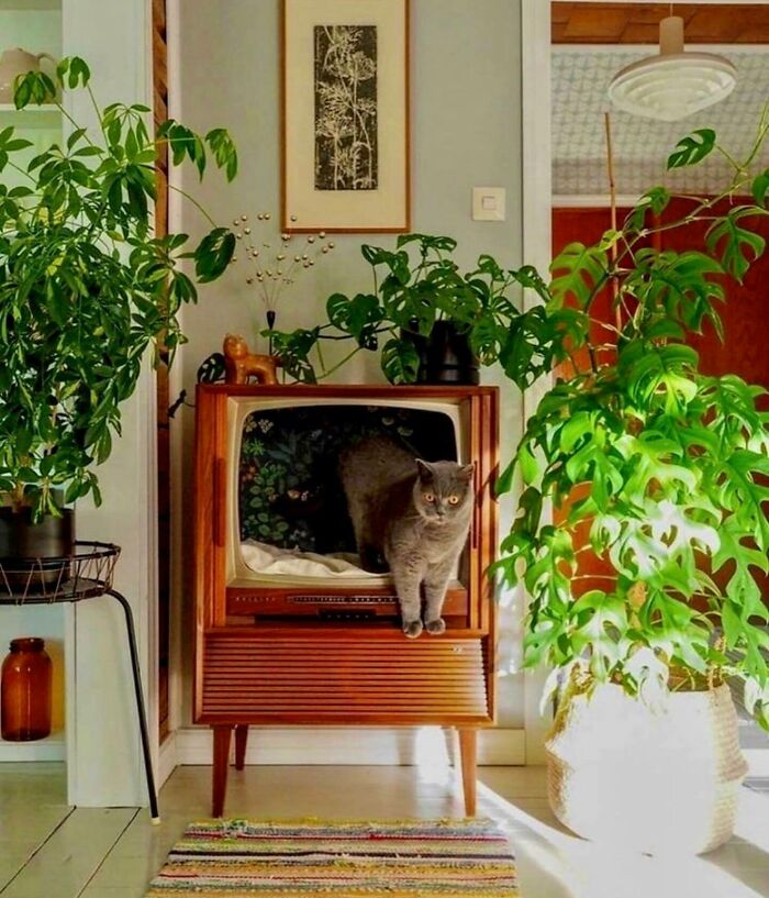 DIY, Vintage TV Cat Beds
