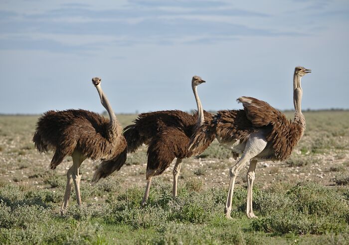 Ostriches looking in the field