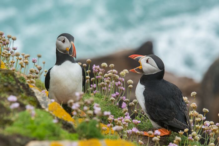 Puffins talking with each other