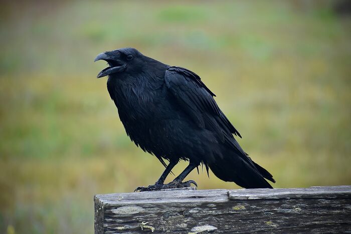 Raven looking and standing on the fence