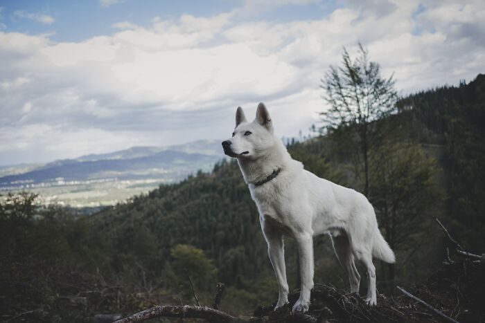 white husky standing and looking