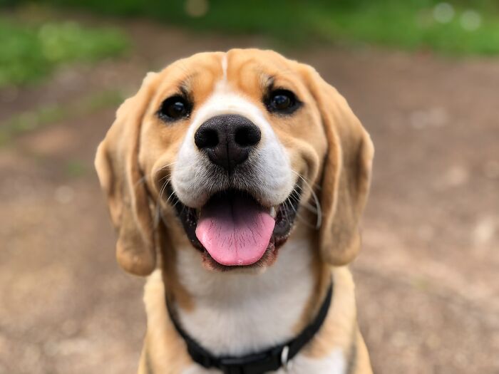 Brown dog smiling