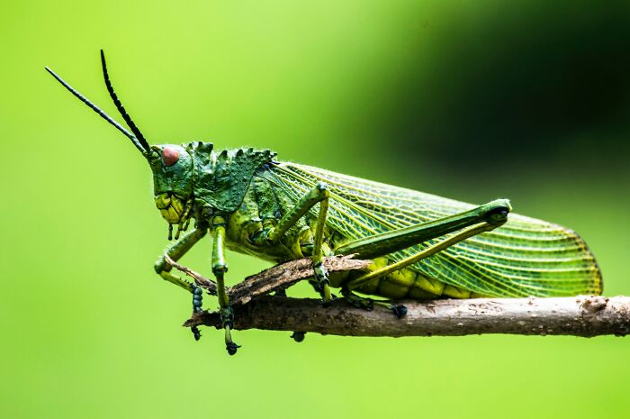 Grasshopper on the branch