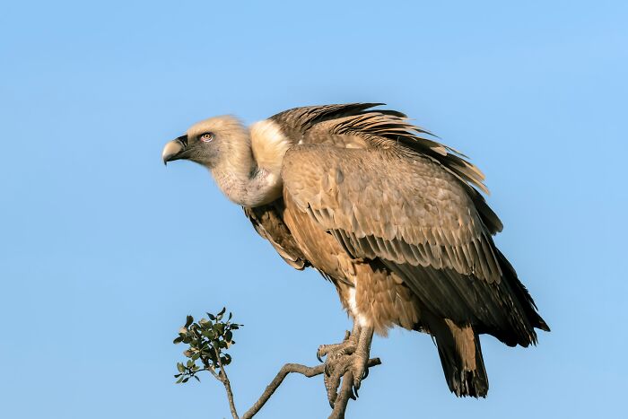 Vulture perched on a tree