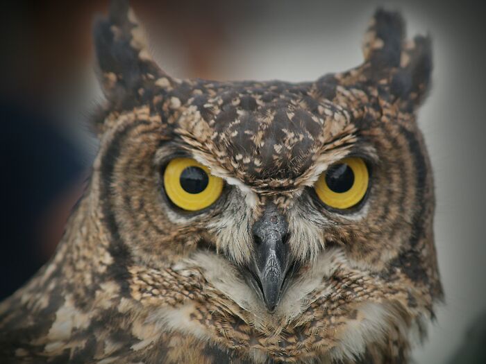 Owl with yellow eyes looking