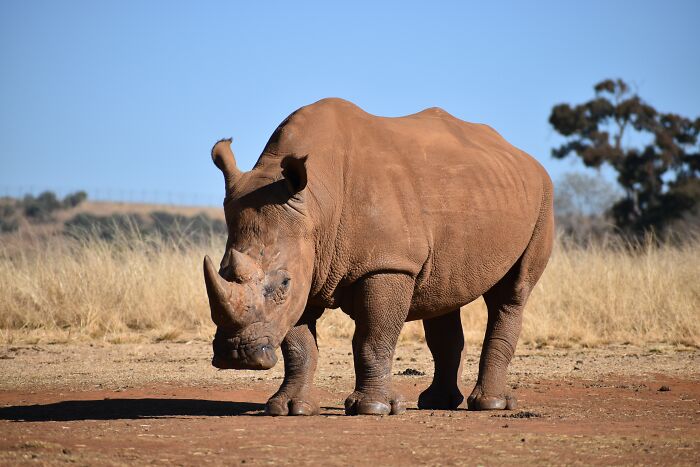 Rhinoceros standing in the field