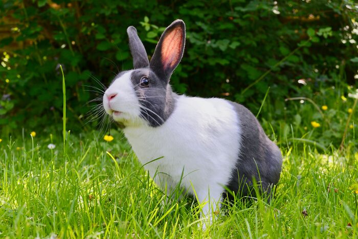black and white rabbit standing in the grass field