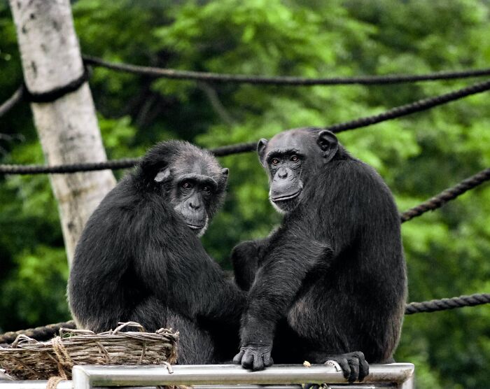 Chimpanzees looking