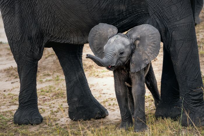 Baby elephant looking