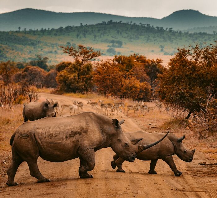 Rhinos walking in the field