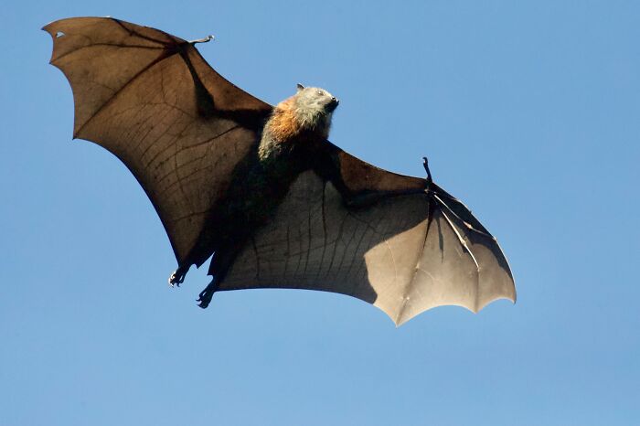 Bat flying at day time