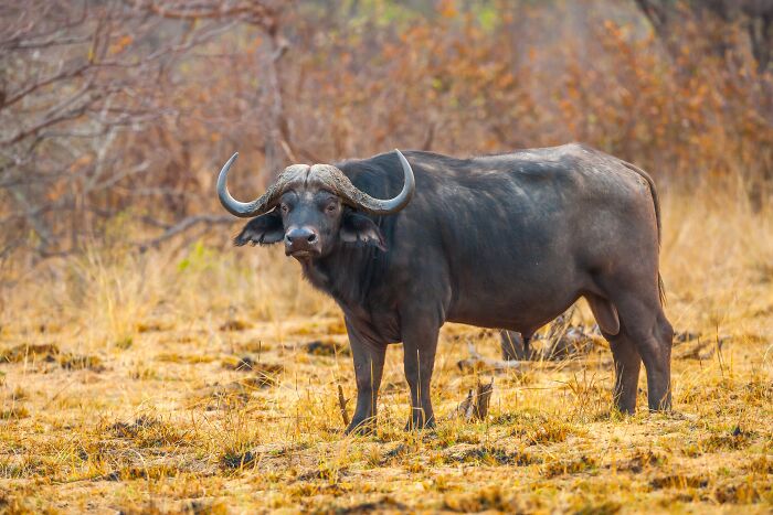 African buffalo watching and standing in the field