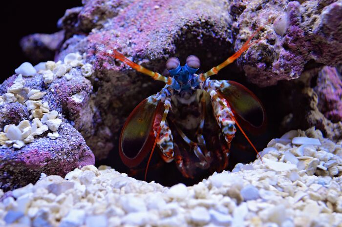 Mantis shrimp looking