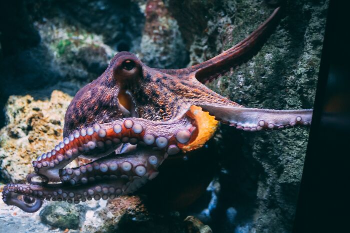 Octopus in the water looking